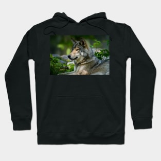 Gray Wolf Hoodie